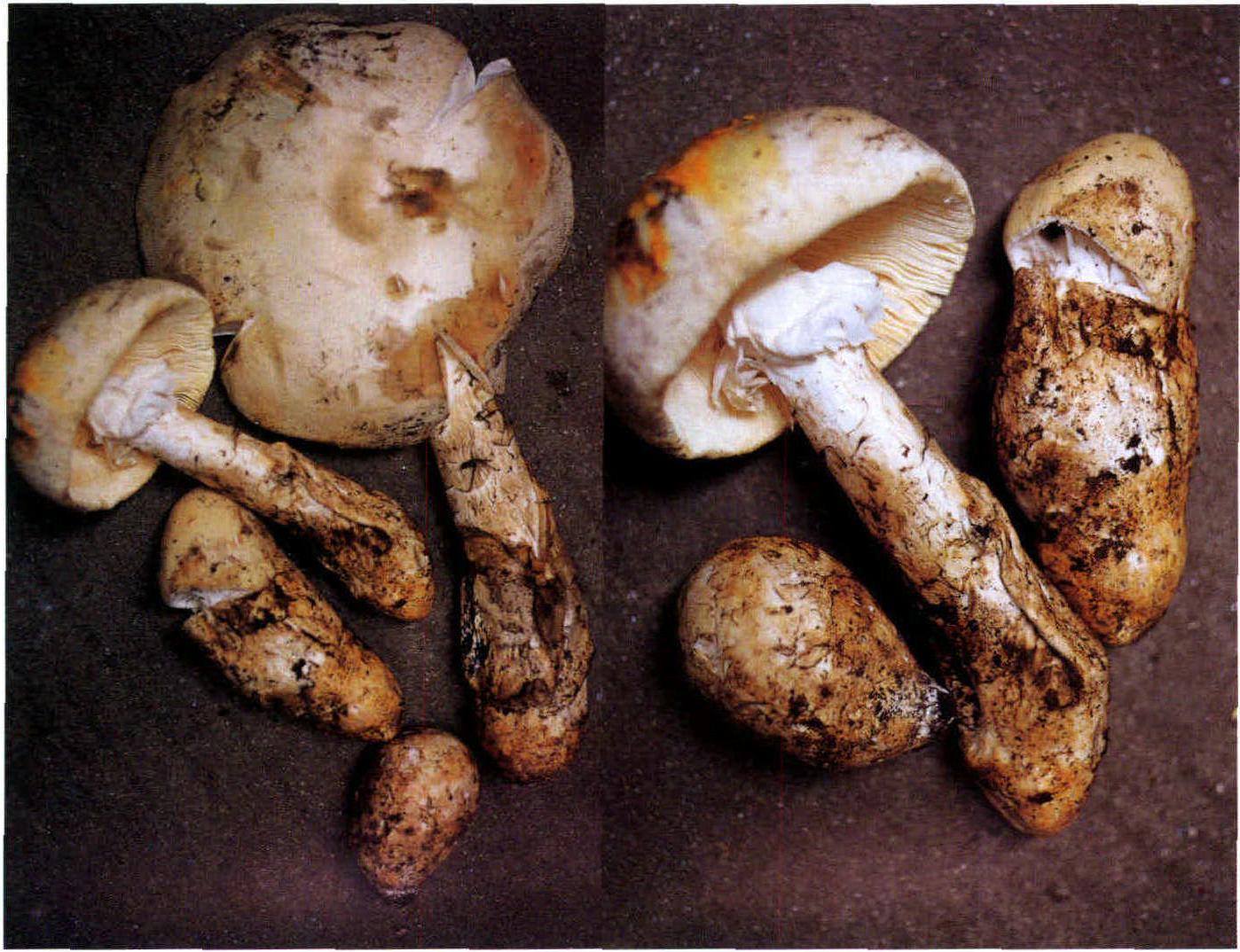 Amanita chepangiana Tulloss & Bhandary